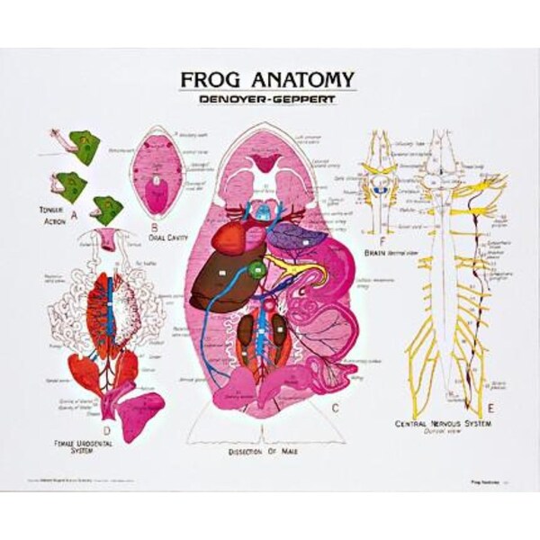 Charts/Posters, Frog Anatomy Chart Mounted